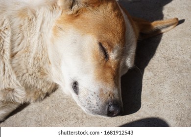 A Sleeping Indian Pariah Dog