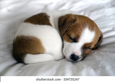 Sleeping Jack Russell Puppy