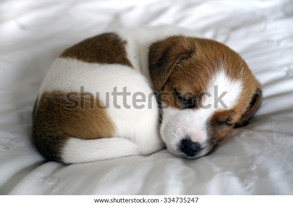 Sleeping Jack Russell Puppy Stock Photo Edit Now 334735247