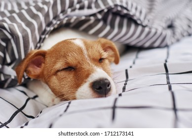 Sleeping Jack Russell terrier dog under blanket in bed