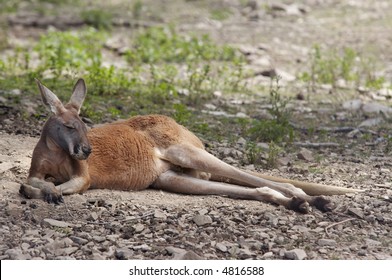 Sleeping Kangaroo