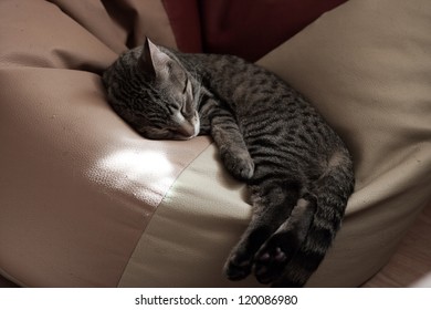 Sleeping kitten
