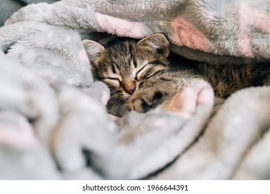 Sleeping kitten in grey soft blanket. Cute feline friend. Catnap habits and sleep training. Cozy home with pet. Cat vaccination