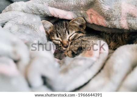 Sleeping kitten in grey soft blanket. Cute feline friend. Catnap habits and sleep training. Cozy home with pet. Cat vaccination