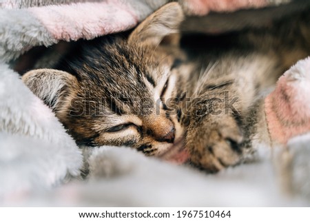 Sleeping kitten in grey soft blanket. Cute feline friend. Catnap habits and sleep training. Cozy home with pet