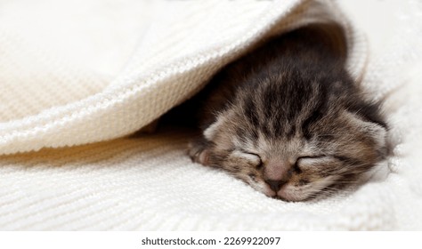 A sleeping kitten lies on a bed in a blanket in a funny pose. The Concept of Pets. Banner - Shutterstock ID 2269922097