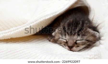 A sleeping kitten lies on a bed in a blanket in a funny pose. The Concept of Pets. Banner