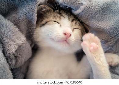 Sleeping Kitten On Blanket