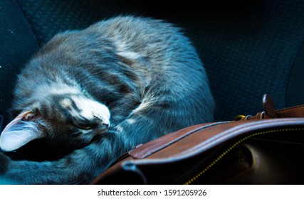 Sleeping Kitten On A Long Car Ride.