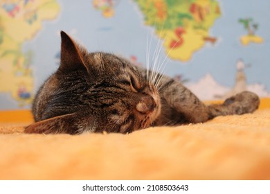 Sleeping Kitten On Orange Blanket. Close-up And Perspective Shortcut. A Map Of The World In The Background.