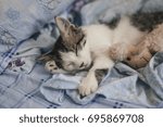 Sleeping kitty