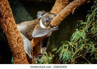 Sleeping Koala