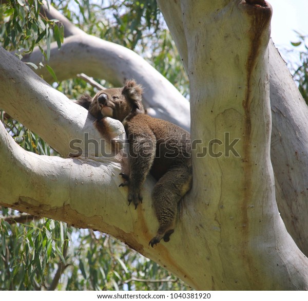 Sleeping Koala Adelaide South Australia Stock Photo Edit Now