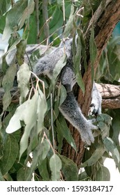 Sleeping Koala Bear In Leafes.