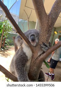 Sleeping Koala Bear In The Tree