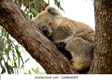 Koala Durmiendo High Res Stock Images Shutterstock