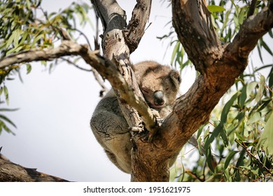 sleeping koala in a gumtree Raymond island  