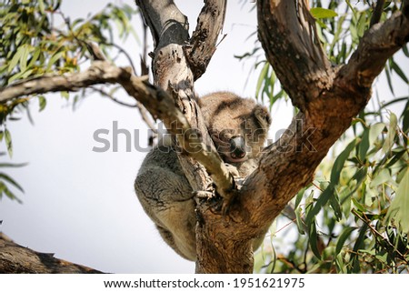sleeping koala in a gumtree Raymond island  