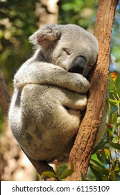 Koala Durmiendo High Res Stock Images Shutterstock