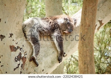 sleeping koala on a branch of a eucalyptus tree