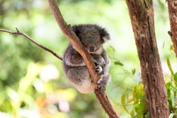 Somnul Koala Pe Copac Eucalipt, Lumina Soarelui. Koala Bear în Grădina Zoologică. Koala Se Relaxează într-un Copac, Australia.