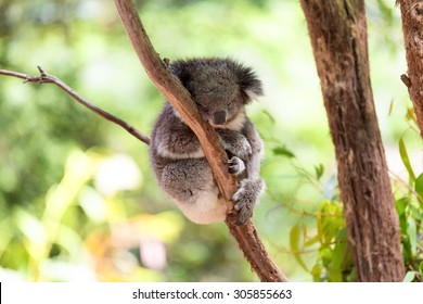 Sleeping koala on eucalyptus tree, sunlight. Koala Bear in zoo. Koala relaxing in a tree, Australia.  - Powered by Shutterstock