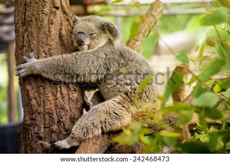 sleeping koala on eucalyptus tree