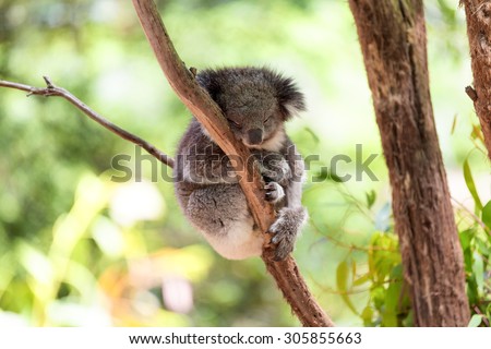 Sleeping koala on eucalyptus tree, sunlight. Koala Bear in zoo. Koala relaxing in a tree, Australia. 