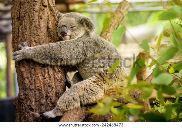 ユーカリの木に眠るコアラ の写真素材 今すぐ編集