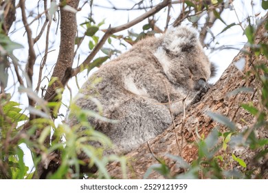 Sleeping Koala Resting Peacefully on a Tree Branch - Powered by Shutterstock