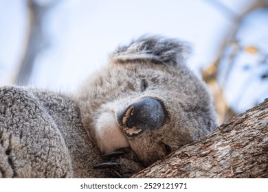 Sleeping Koala Resting Peacefully on a Tree Branch - Powered by Shutterstock