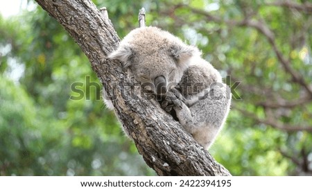 Sleeping Koala in Sydney, hanging on a tree