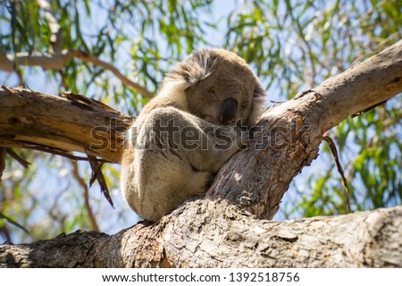 Sleeping koala in tree on Raymond Island, Australia 