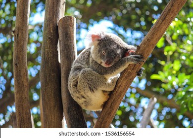 Koala Durmiendo Images Stock Photos Vectors Shutterstock