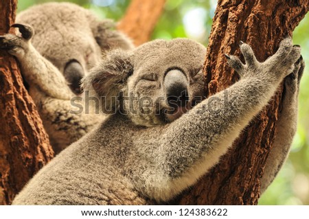 Sleeping koalas
