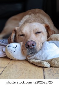 Sleeping Labrador With Soft Toy Bunny Rabbit On Wooden Floor