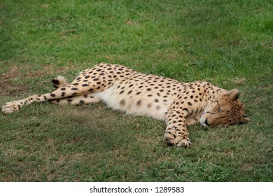 Sleeping leopard