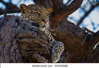 Sleeping Leopard On Tree, Botswana Chobe National Park.