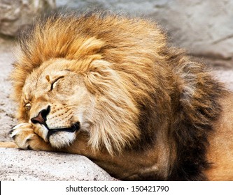 Sleeping Lion