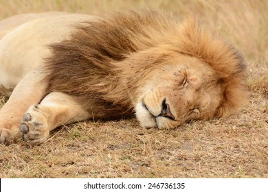 Sleeping Lion