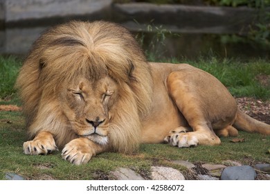 A Sleeping Lion