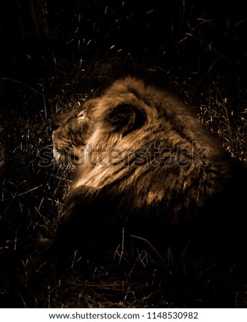 Similar – Image, Stock Photo Cat in the bush Bushes