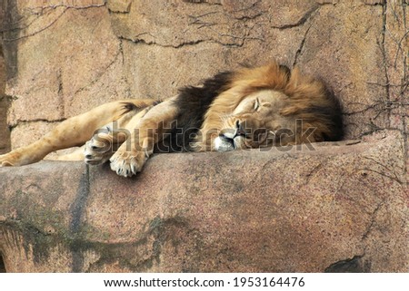                sleeping lion in the zoo                