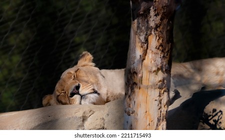 Sleeping Lioness On The Rock