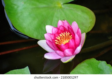 2,001 Sleeping Lotus Images, Stock Photos & Vectors | Shutterstock