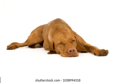 Sleeping Magyar Vizsla Dog Isolated On White Background