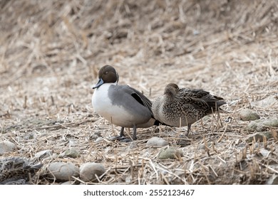 Sleeping male and female pintail ducks near the water. Its scientific name is Anas acuta. - Powered by Shutterstock