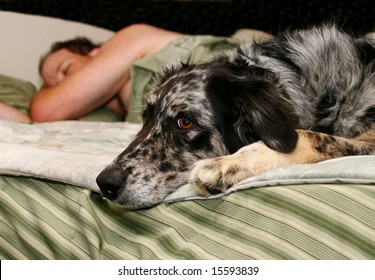 5,017 Man sleeping dog Images, Stock Photos & Vectors | Shutterstock