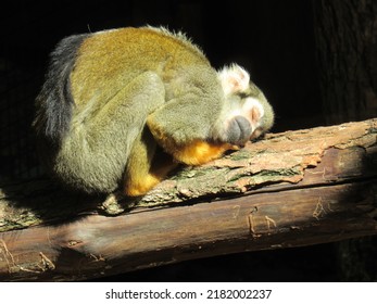 Sleeping Monkey In A Sunspot