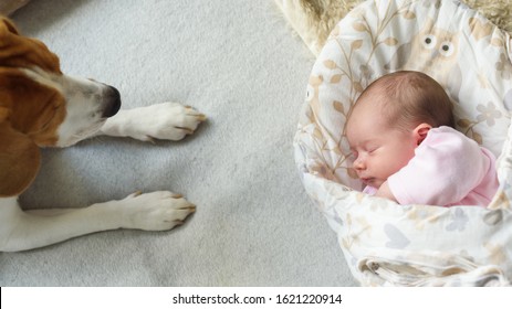 Sleeping Newborn Baby With Beagle Dog Next To Her. Cute Little Girl One Week Old. Adorable Lying On Side Covered With Blanket. No Retouch, Newborn Dry Skin.